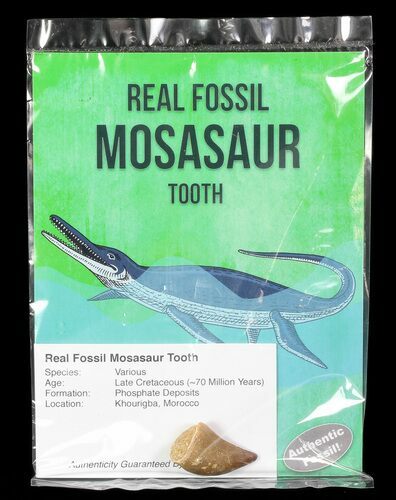 Real Fossil Mosasaur Tooth (Packaged) - Photo 1